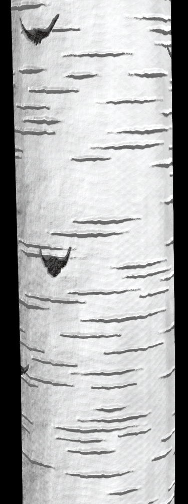 Smooth Horizontal Lenticels