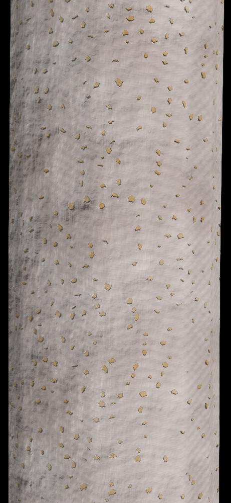 Smooth Scattered Lenticels