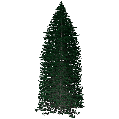 Alpine Fir