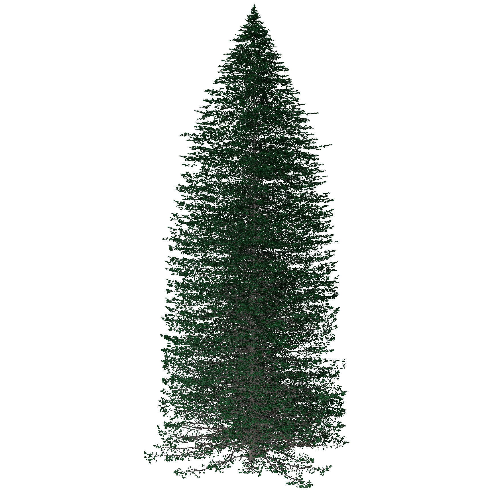 Alpine Fir