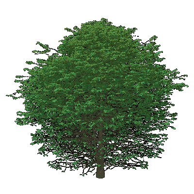 American Hornbeam