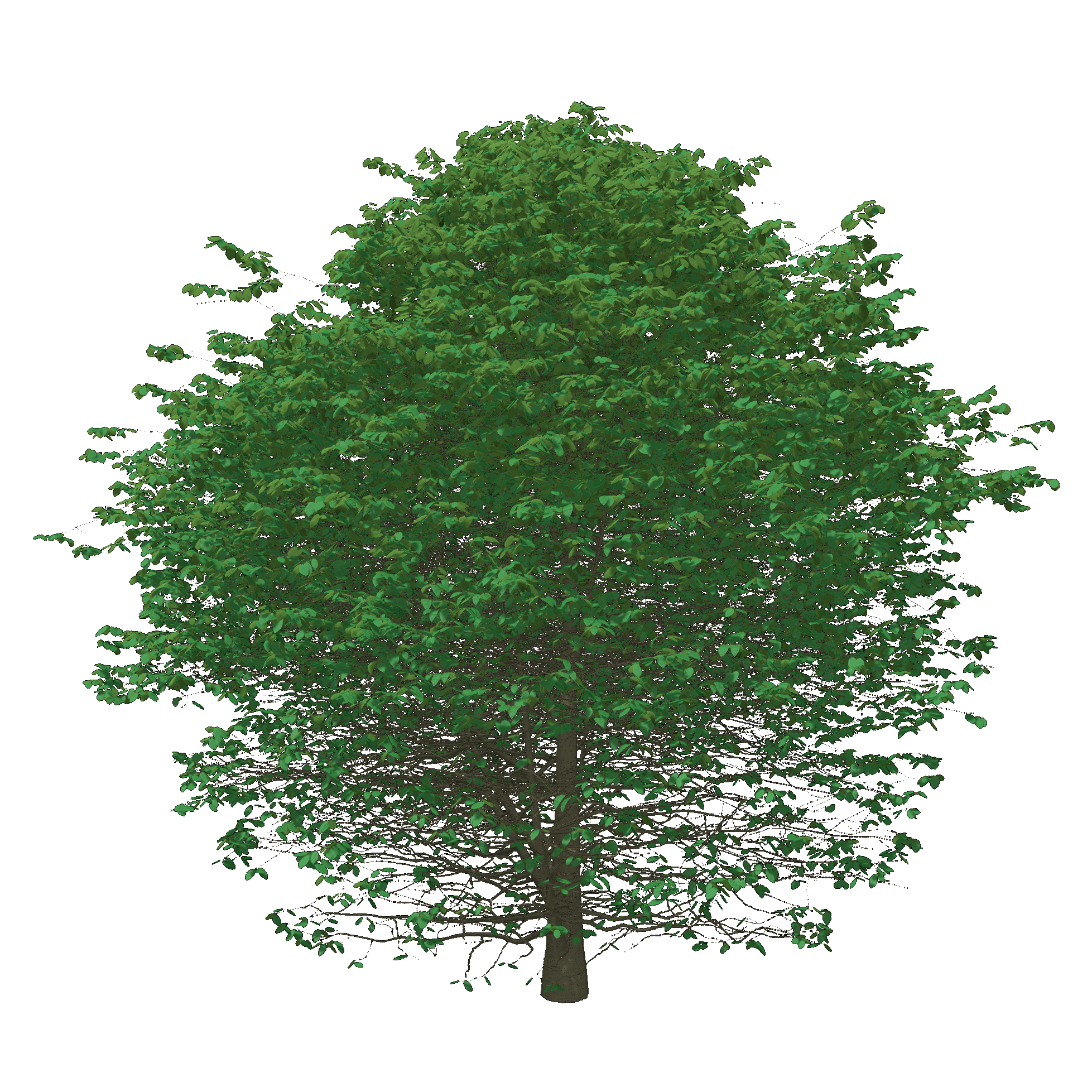 American Hornbeam