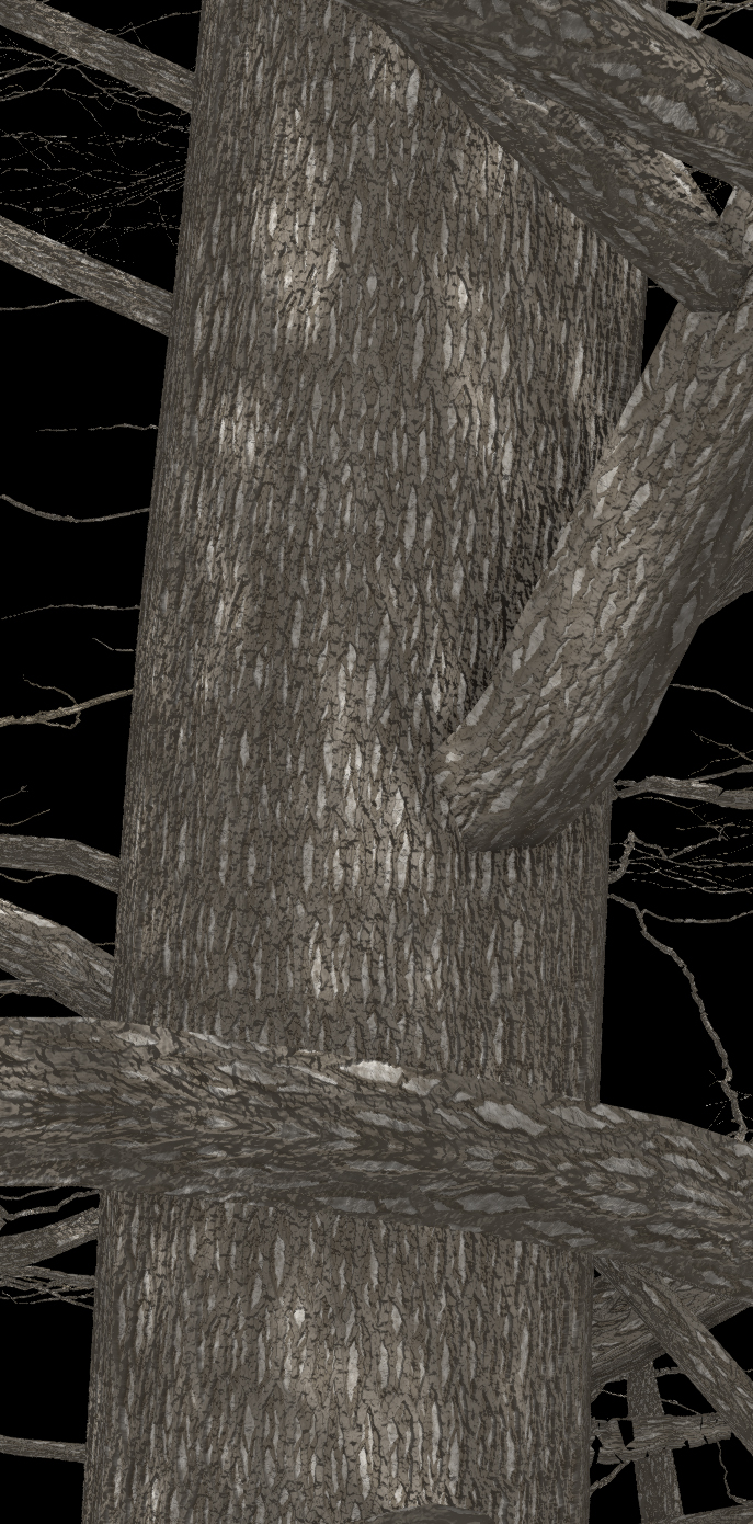 American Linden Bark