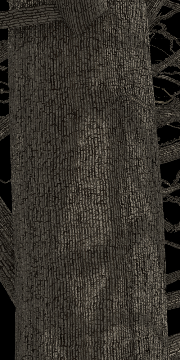 American Sweetgum Bark