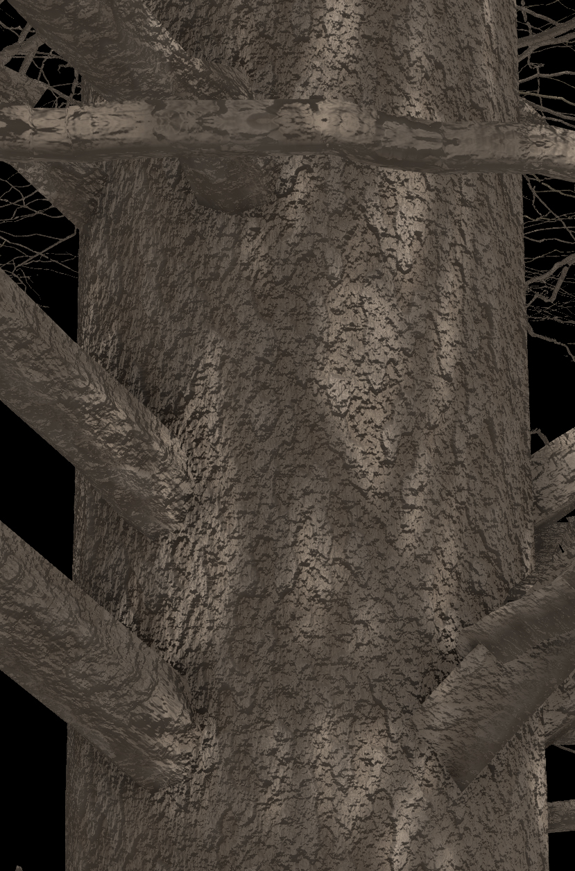 American Sycamore Bark