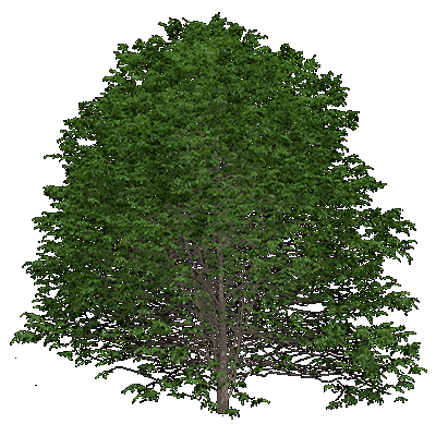 American Yellow Wood