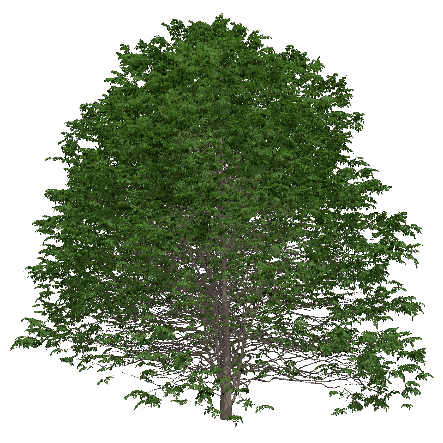 American Yellow Wood