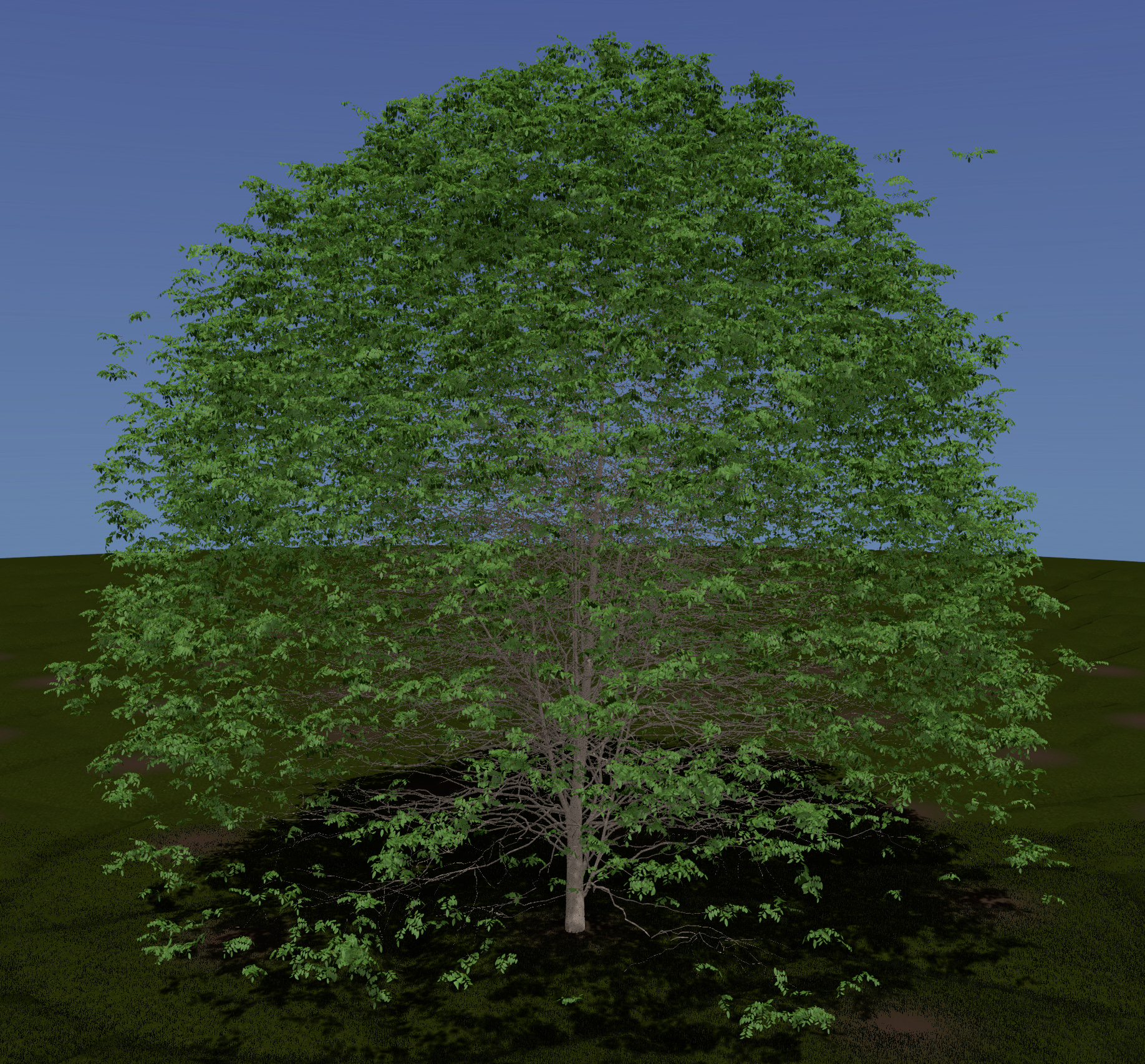 American Yellow Wood