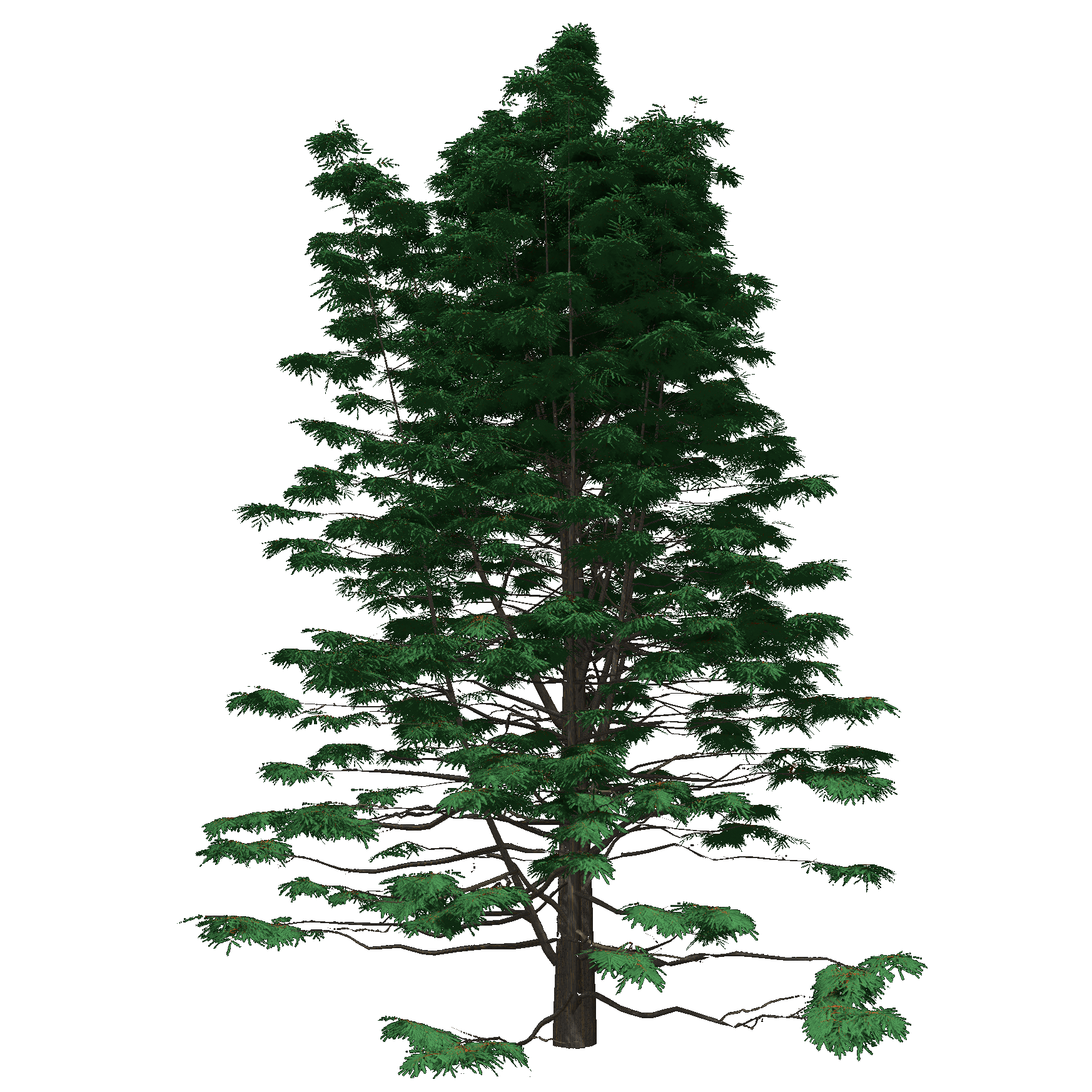Baldcypress