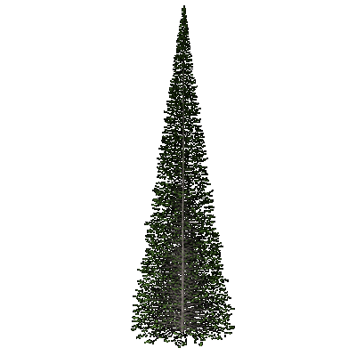 Balsam Fir