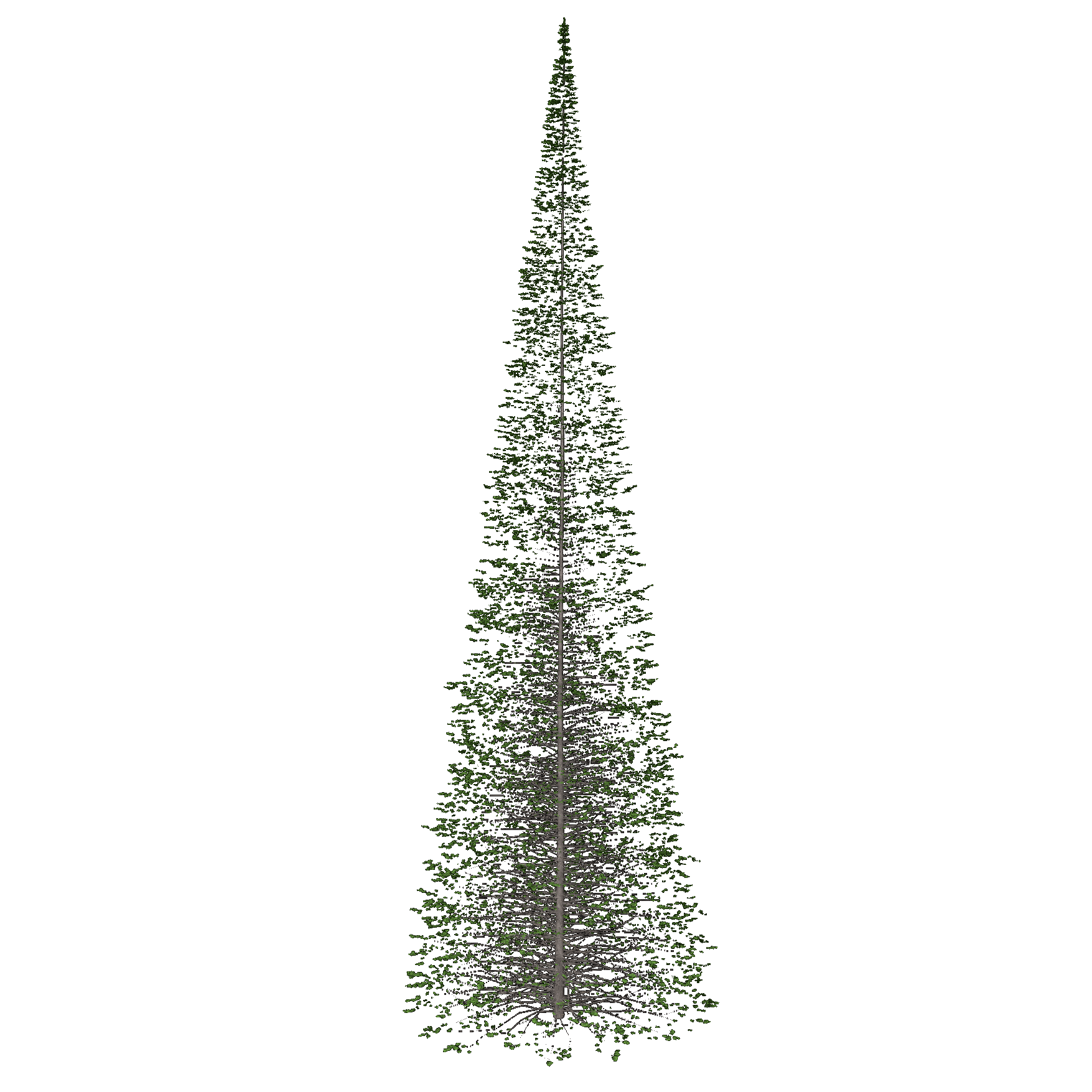 Balsam Fir