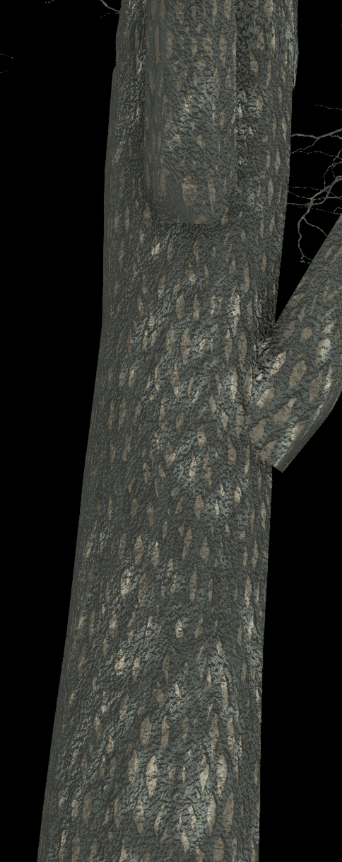 Bitternut Hickory Bark