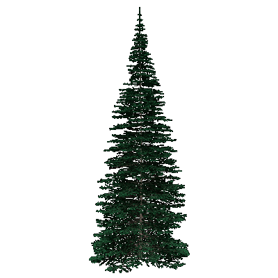 Black Spruce