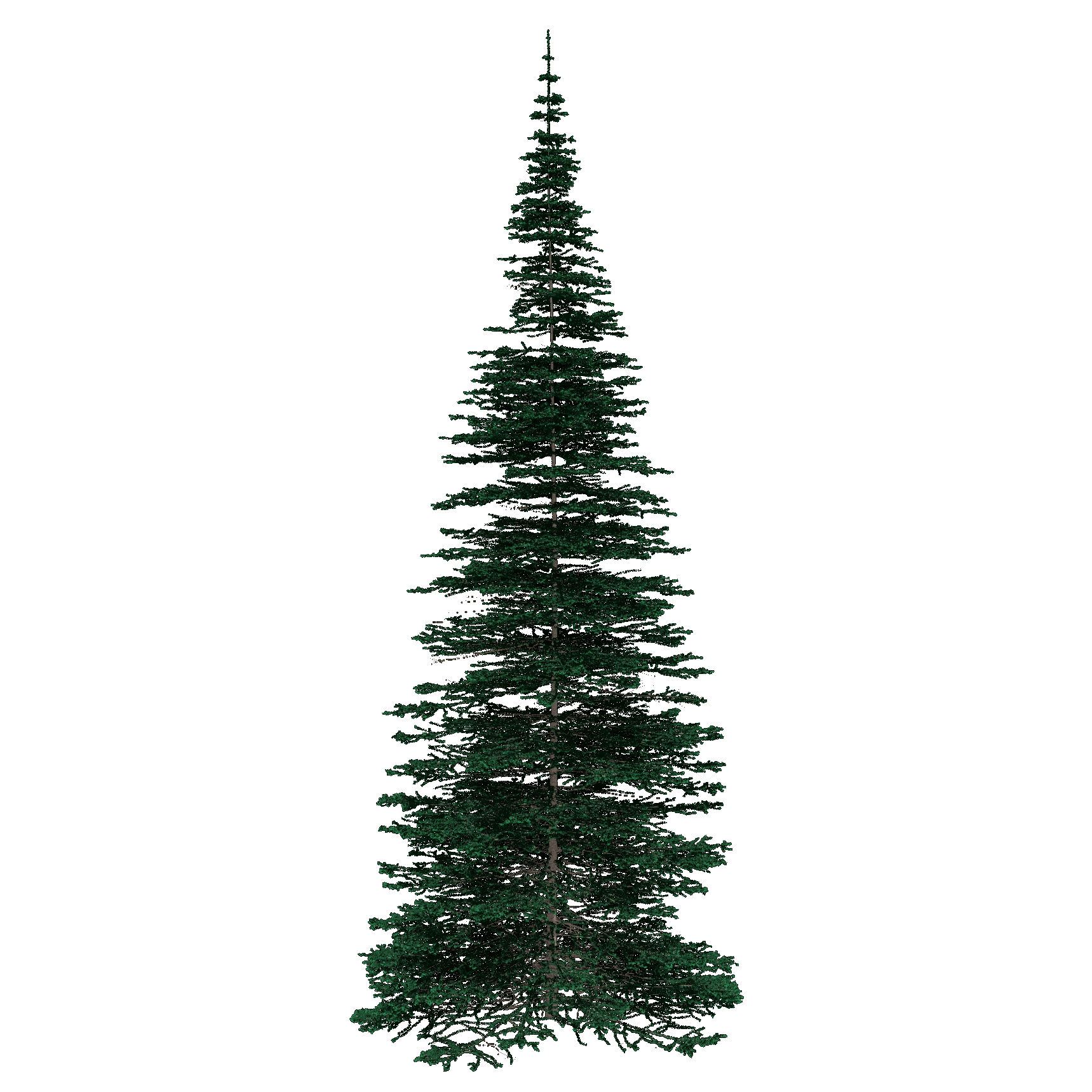 Black Spruce