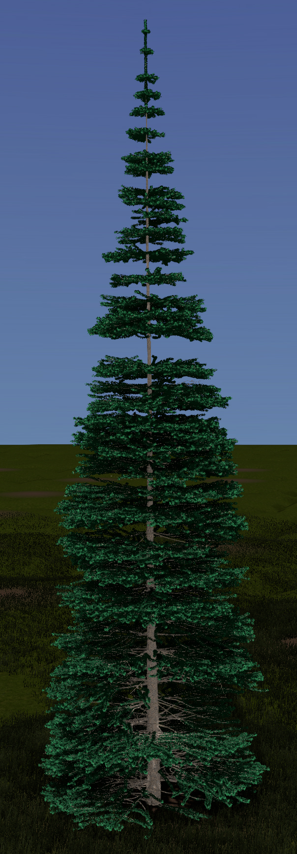 Black Spruce