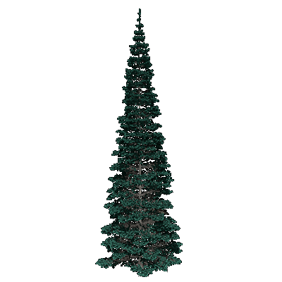 Colorado Spruce