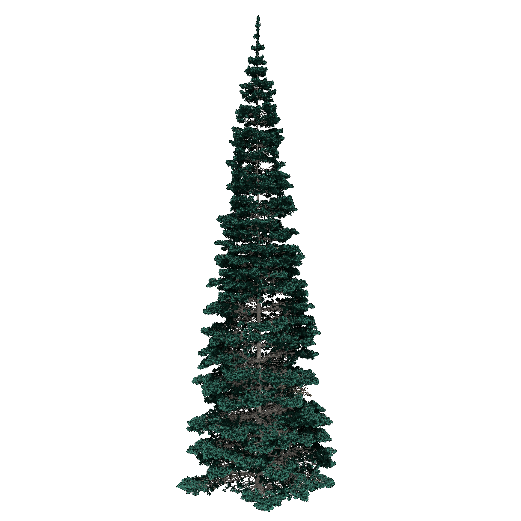 Colorado Spruce