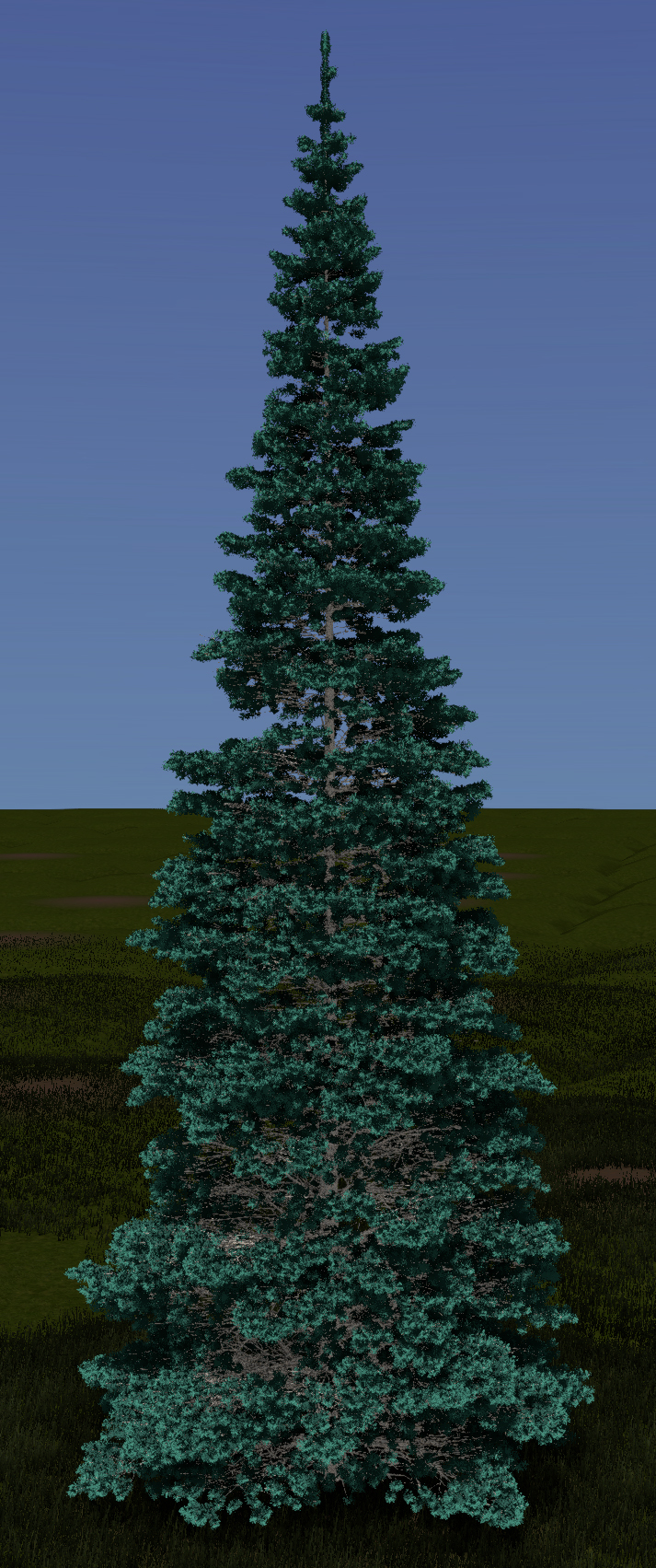 Colorado Spruce