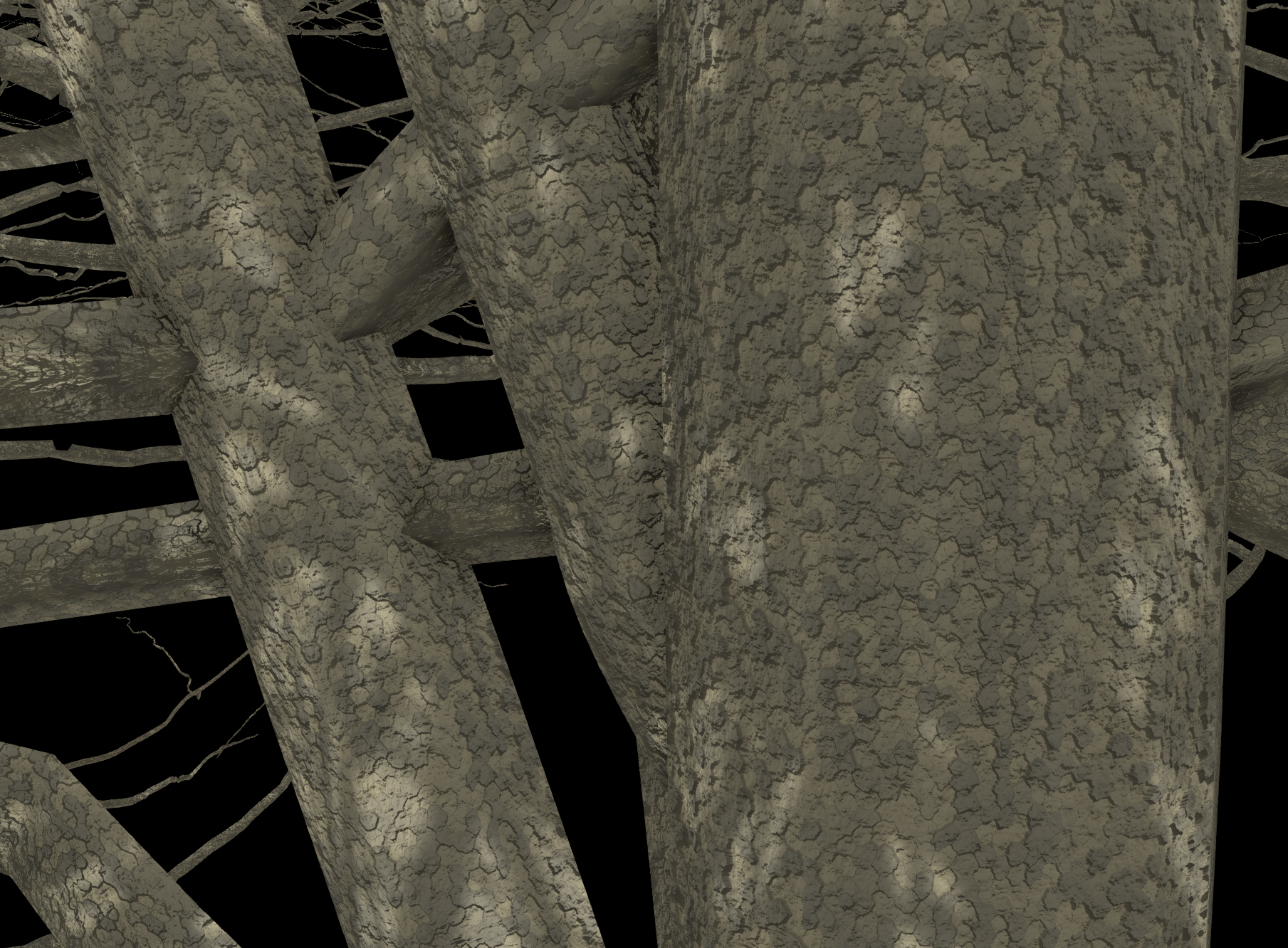 Common Hackberry Bark