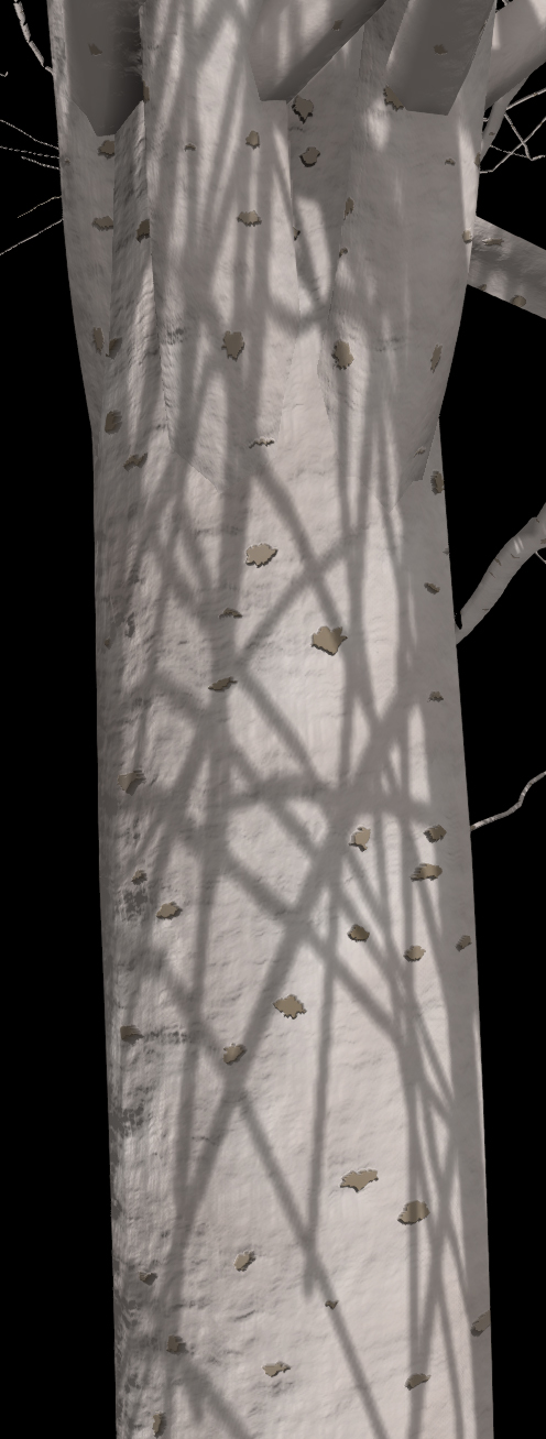 Common Laburnum Bark