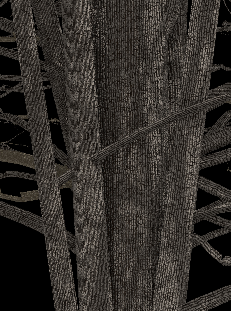 Cucumber Magnolia Bark