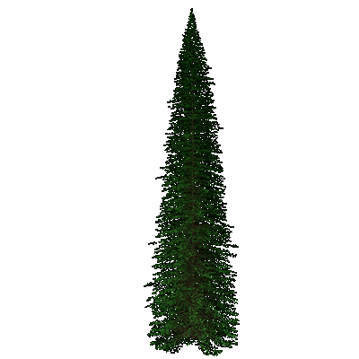 Douglas-fir