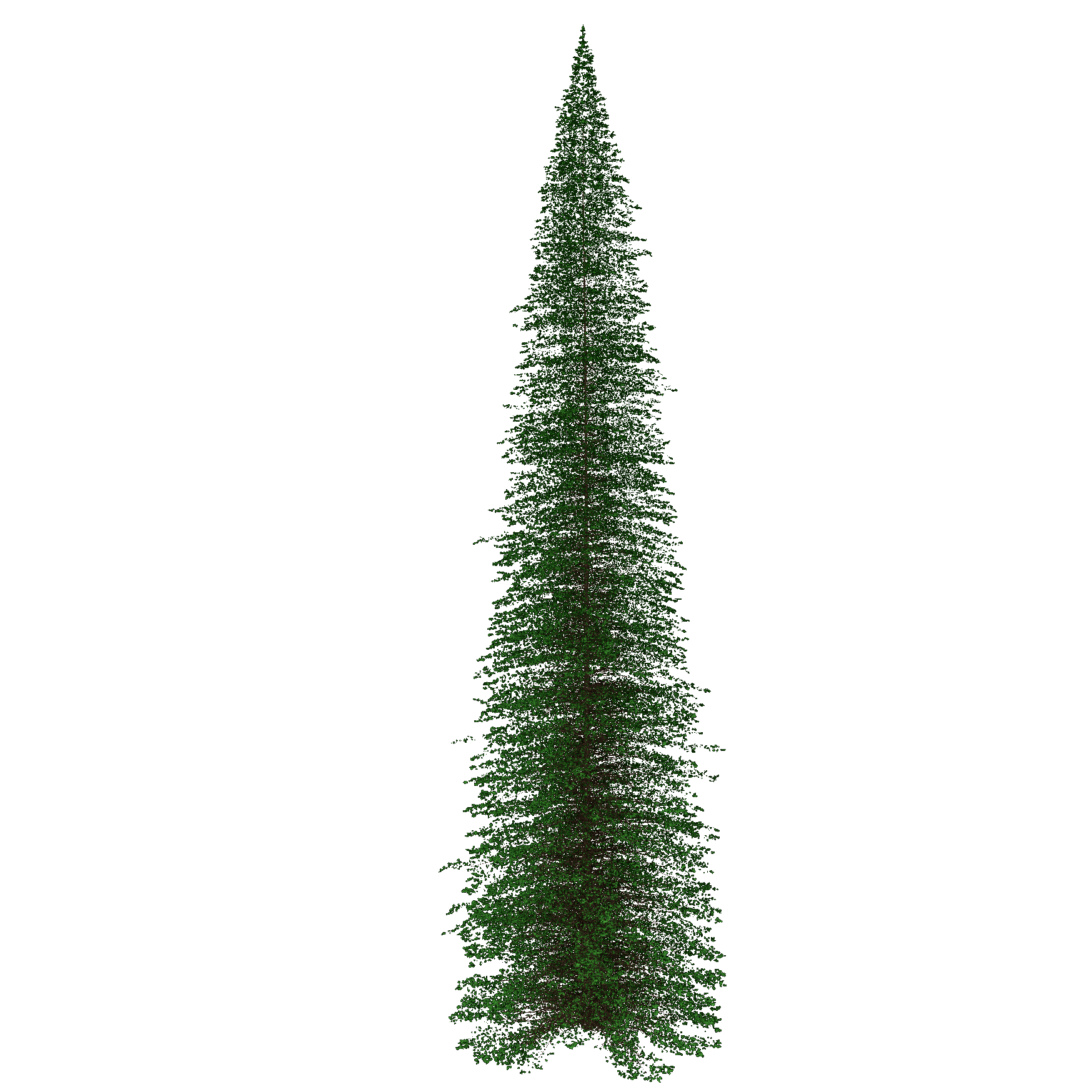 Douglas-fir