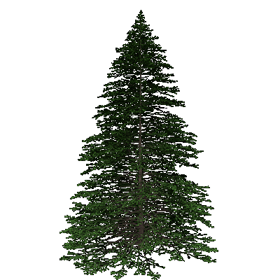 Engelmann Spruce
