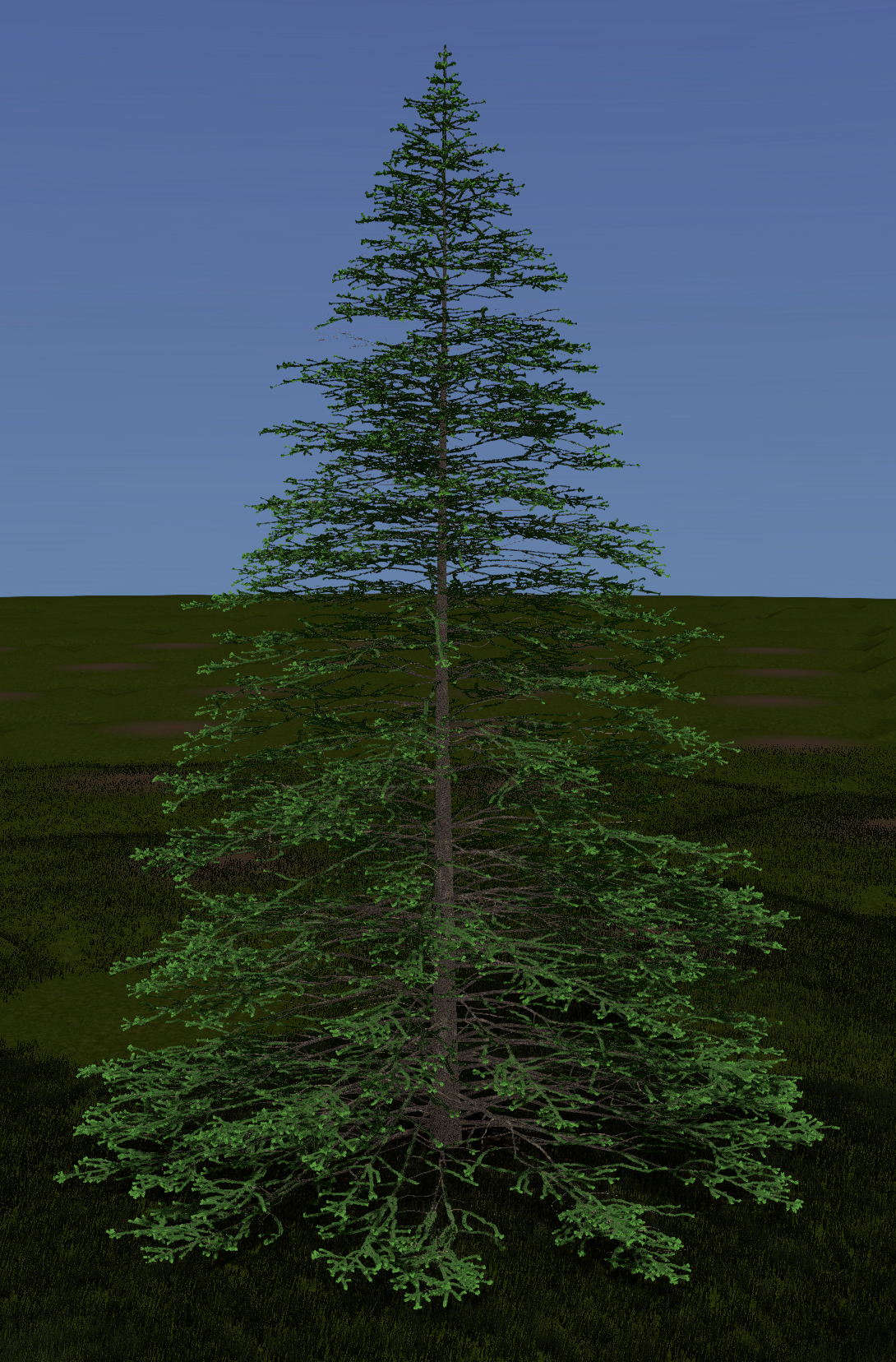 Engelmann Spruce