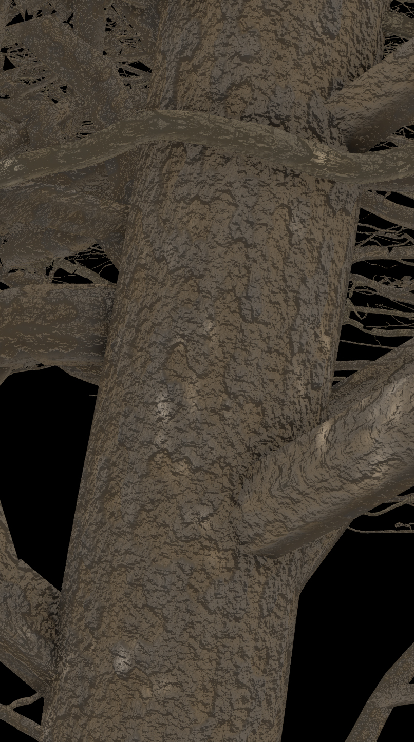 Glossy Hawthorn Bark