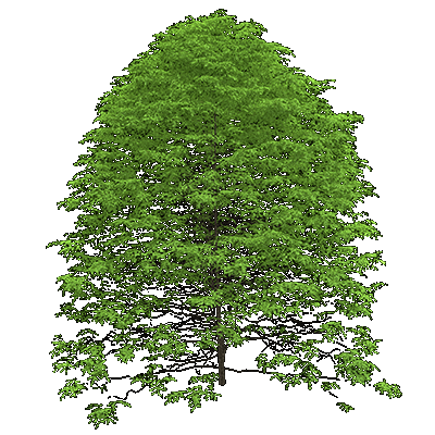 Kentucky Coffee Tree