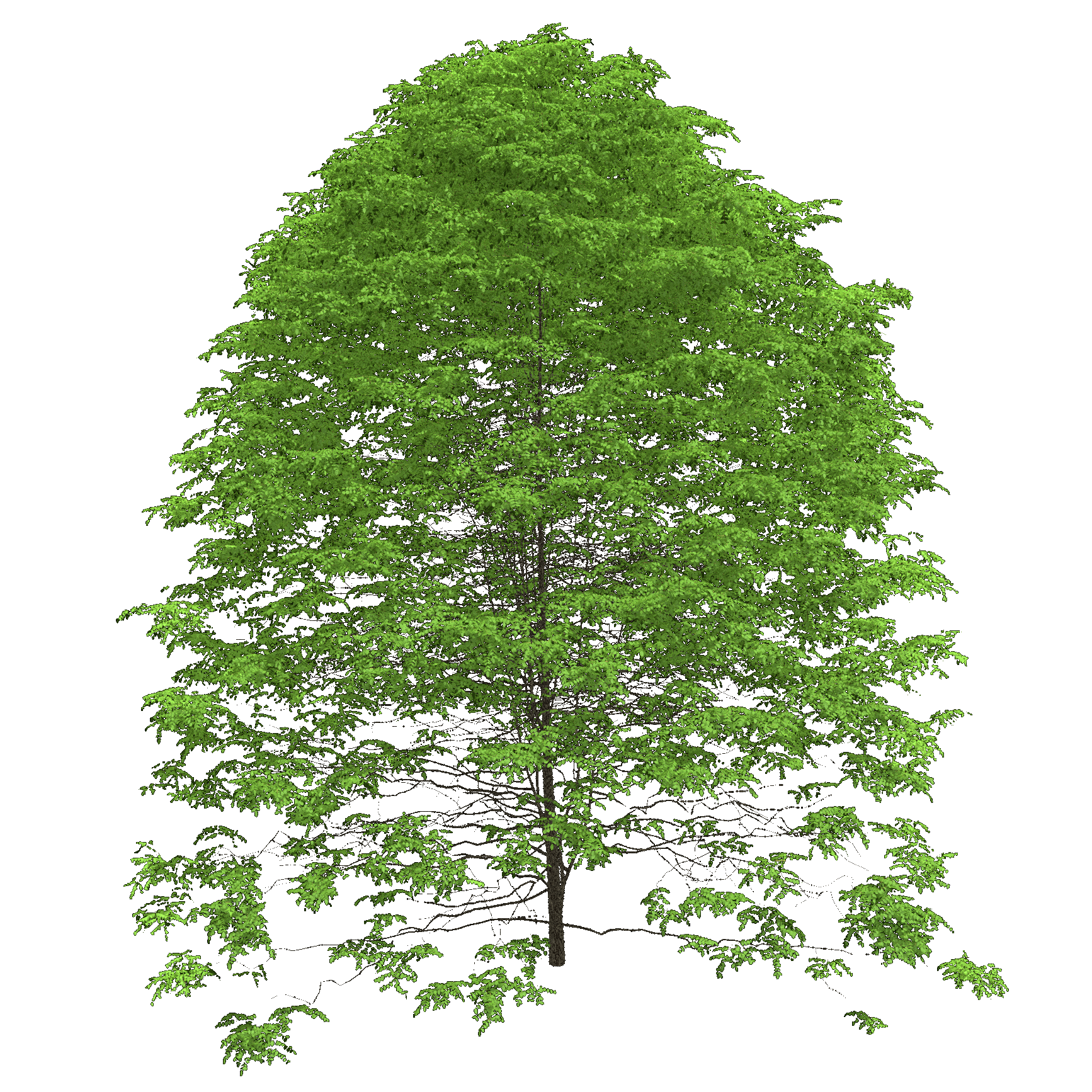 Kentucky Coffee Tree