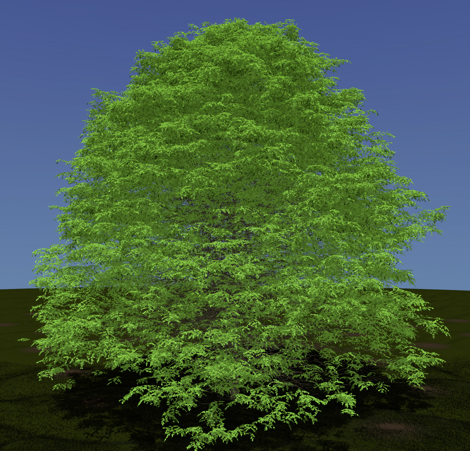 Kentucky Coffee Tree