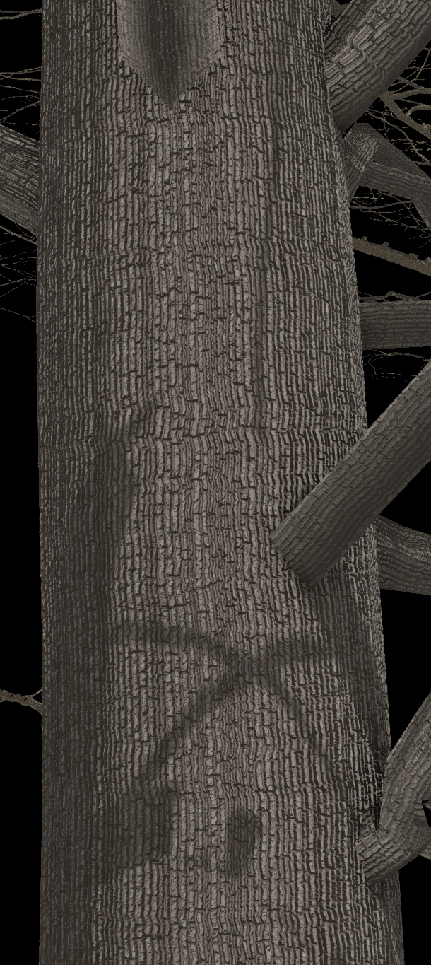 Northern Red Oak Bark