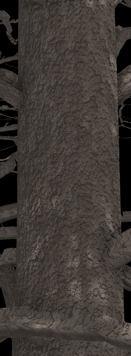 Oriental Planetree Bark