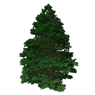 Ponderosa Pine