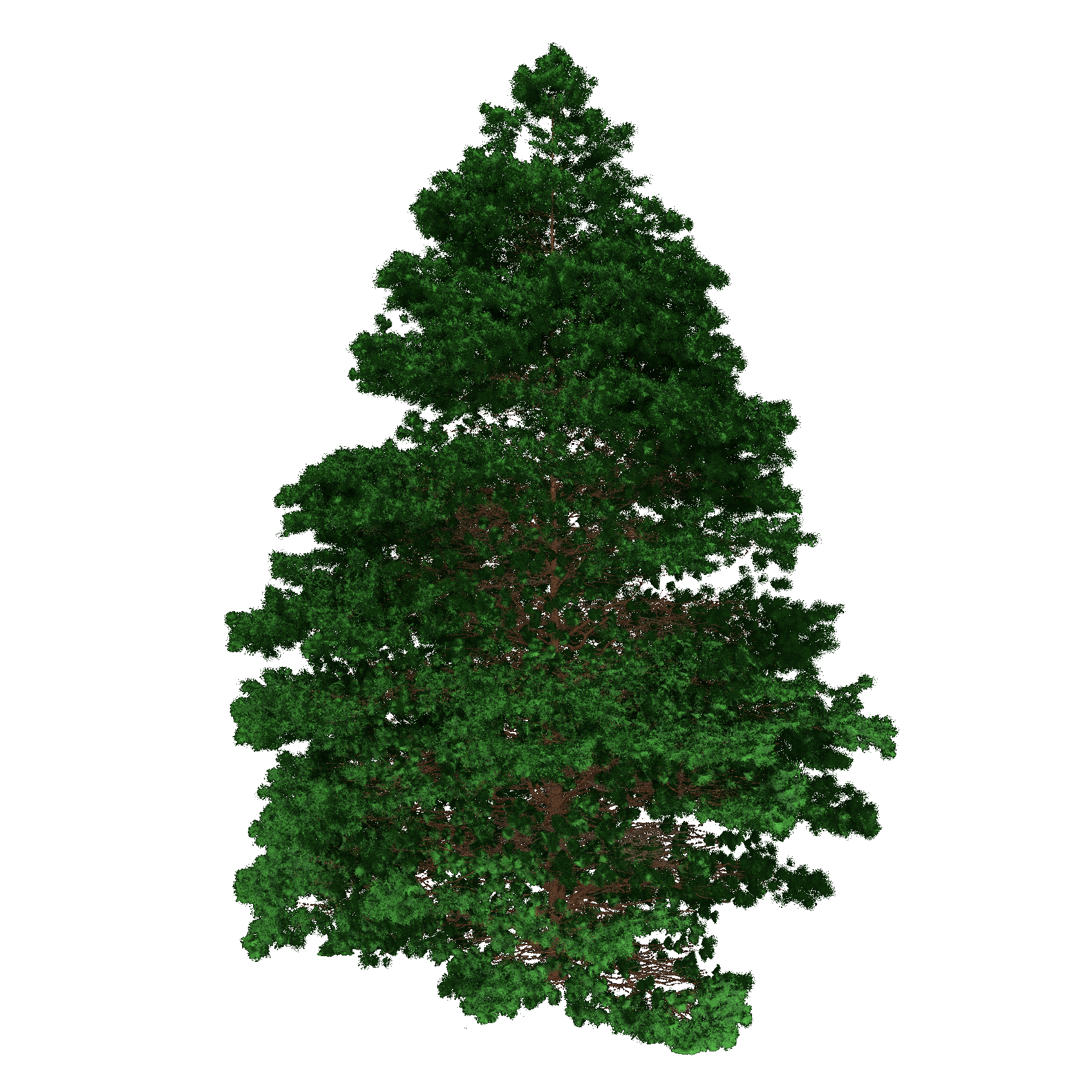 Ponderosa Pine