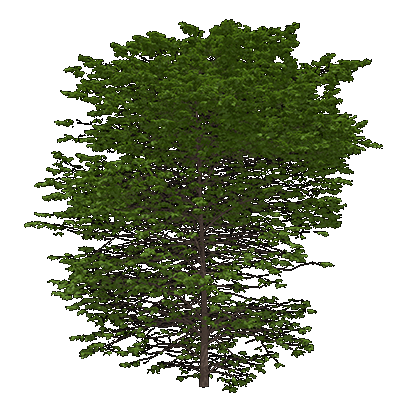 Rusty Blackhaw Viburnum