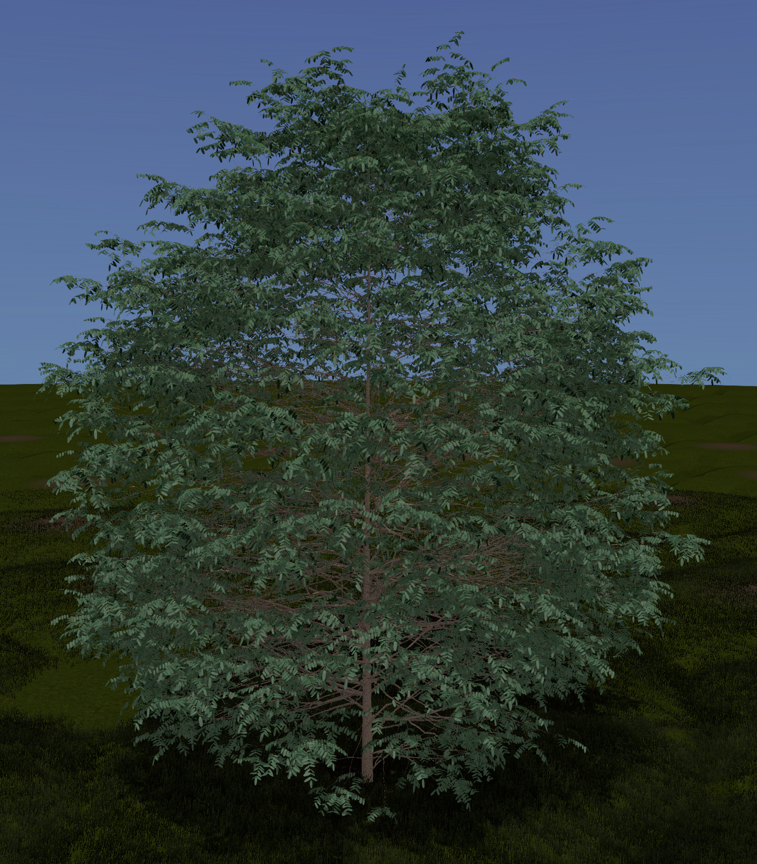 Showy Mountainash