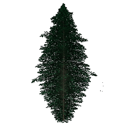 Western Hemlock