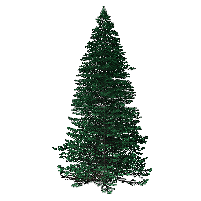 White Fir