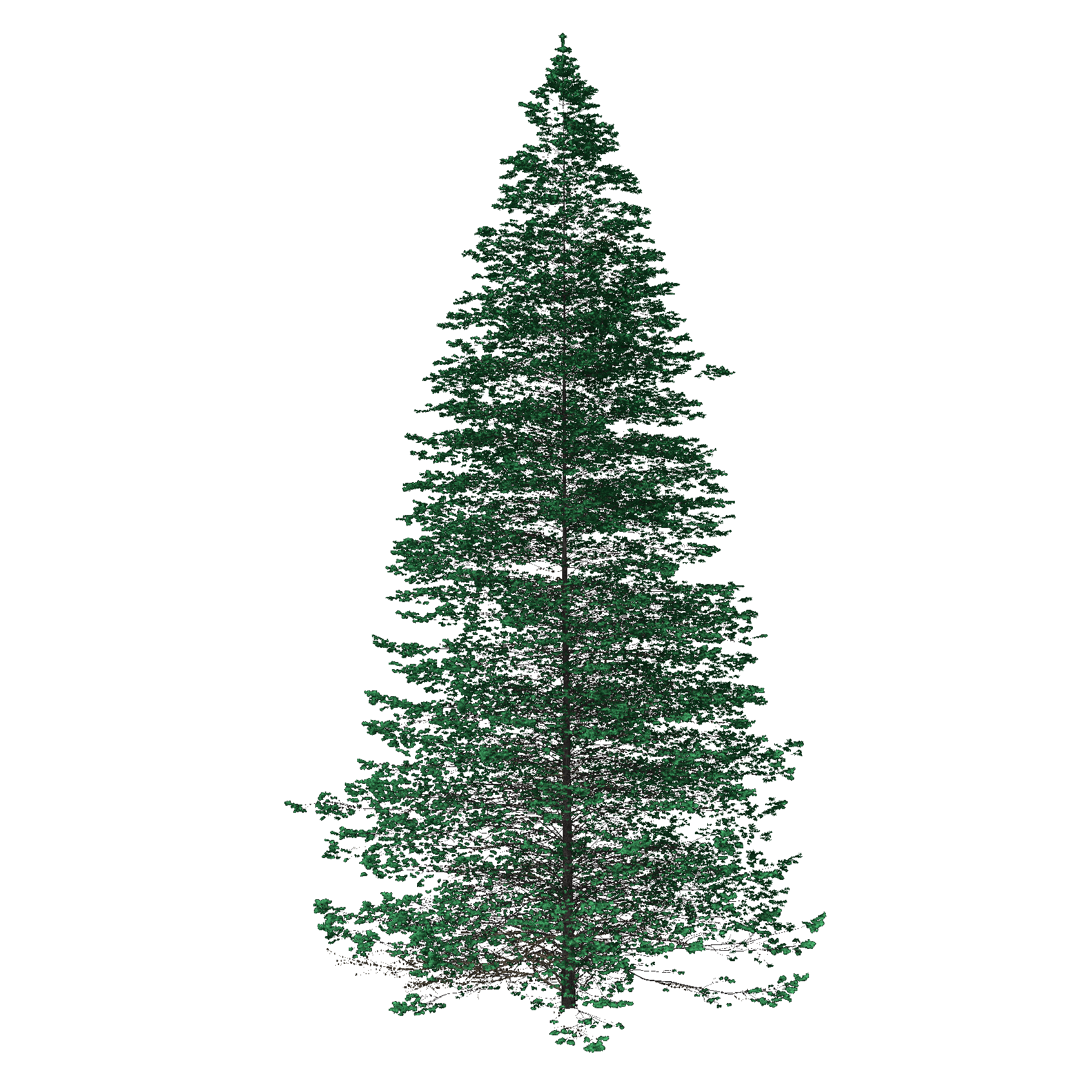 White Fir