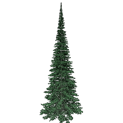 White Spruce