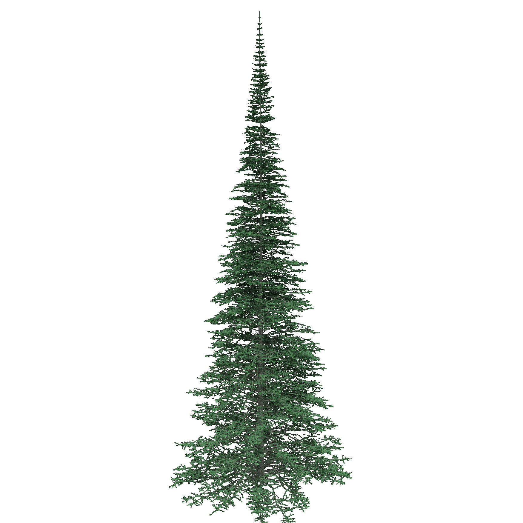 White Spruce