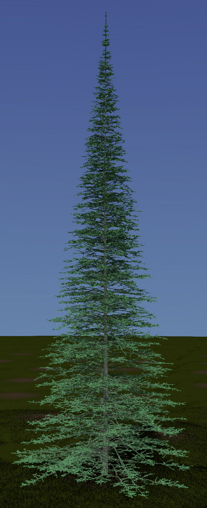 White Spruce